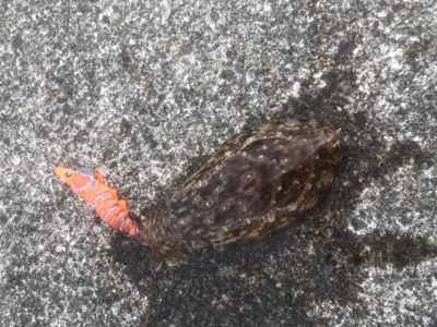 コウイカエギング