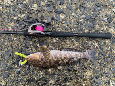 自粛解除で釣果炸裂！