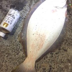 75センチヒラメ