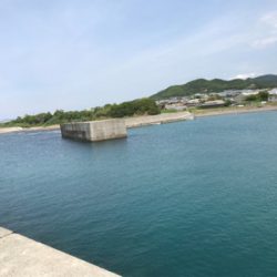 アオリイカ ヤエン