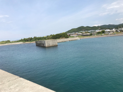 アオリイカ ヤエン