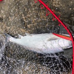 北海道 海サクラマス 海アメマス