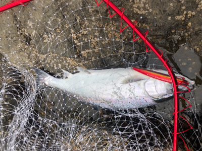 北海道 海サクラマス 海アメマス