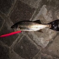 サイズは小さいけど、、