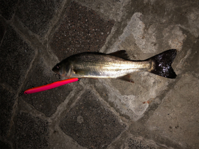 サイズは小さいけど、、