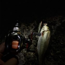 なんとかチーバス。。1匹