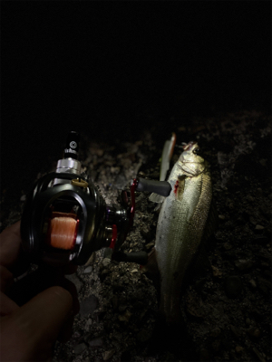 なんとかチーバス。。1匹