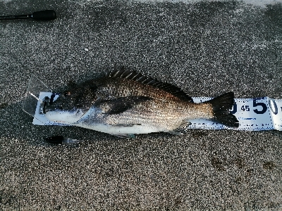 三浦半島チヌトップ開幕