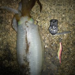 アオリイカ 2.1KG