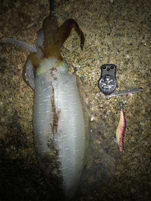 アオリイカ 2.1KG