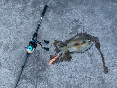まさかの春イカ！調査釣行でやらかす笑