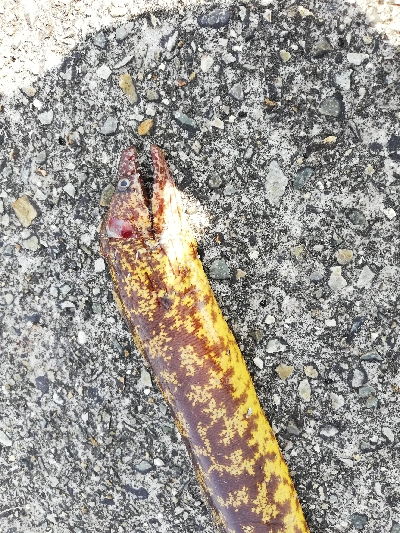 ショアジギングのつもりが。