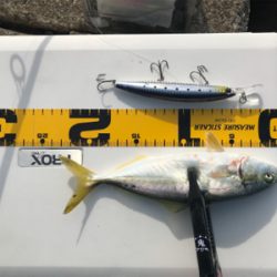 今シーズン初青物