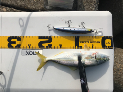 今シーズン初青物