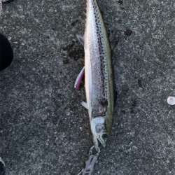 シーズン初でかサワラ