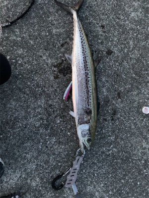 シーズン初でかサワラ