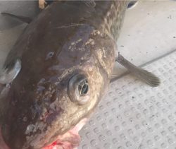 中深海ジギング