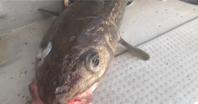 中深海ジギング