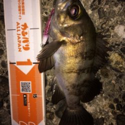 メバルトップゲーム