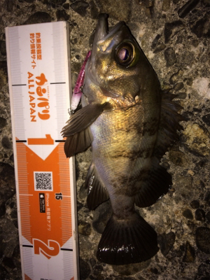 メバルトップゲーム