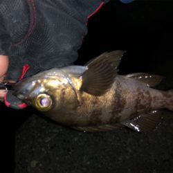 メバルプラッキングの予定だったのですが…