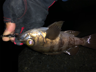 メバルプラッキングの予定だったのですが…