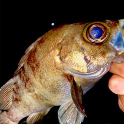 記録更新のデカメバル