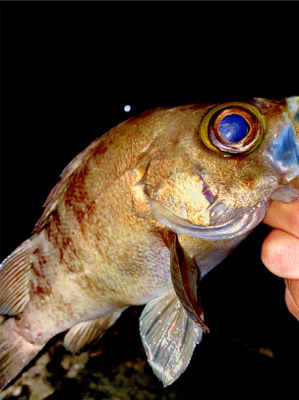 記録更新のデカメバル