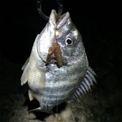 淀川ブリームゲーム