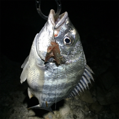 淀川ブリームゲーム