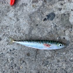 アジングのはずが