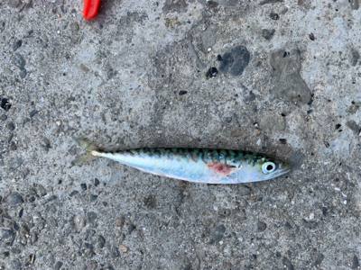 アジングのはずが