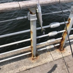 サバパラダイス