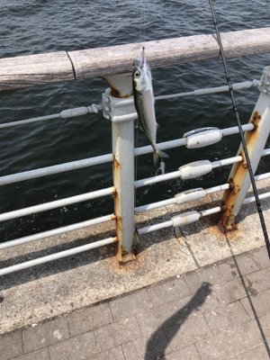 サバパラダイス