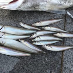 キス釣りからの