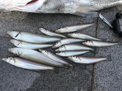 キス釣りからの
