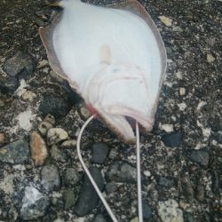 なんとかヒラメ1枚！