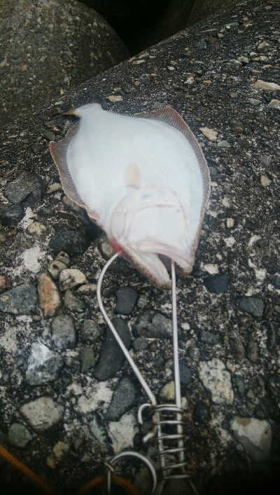 なんとかヒラメ1枚！