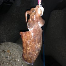 親イカエギング