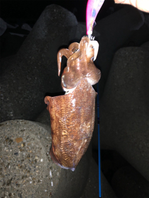 親イカエギング