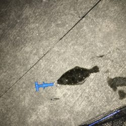 シーバス狙いの中カレイが