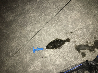 シーバス狙いの中カレイが