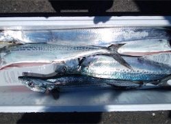 サゴシ&タチウオ