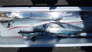 サゴシ&タチウオ