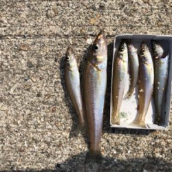 小島でキス釣り