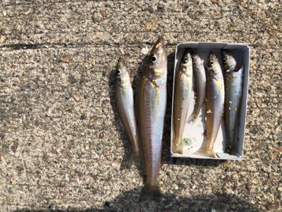 小島でキス釣り