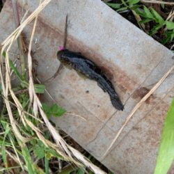 荒川　テナガエビ