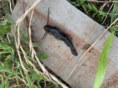 荒川　テナガエビ