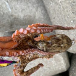 今日は、タコ！