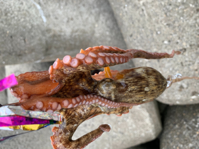 今日は、タコ！